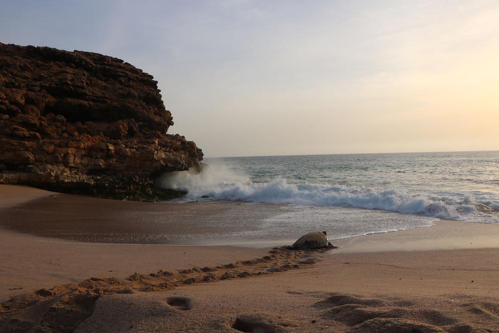 Ras Al Jinz Turtle Reserve Al Hadd Exteriér fotografie