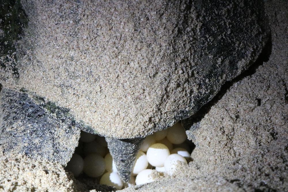 Ras Al Jinz Turtle Reserve Al Hadd Exteriér fotografie