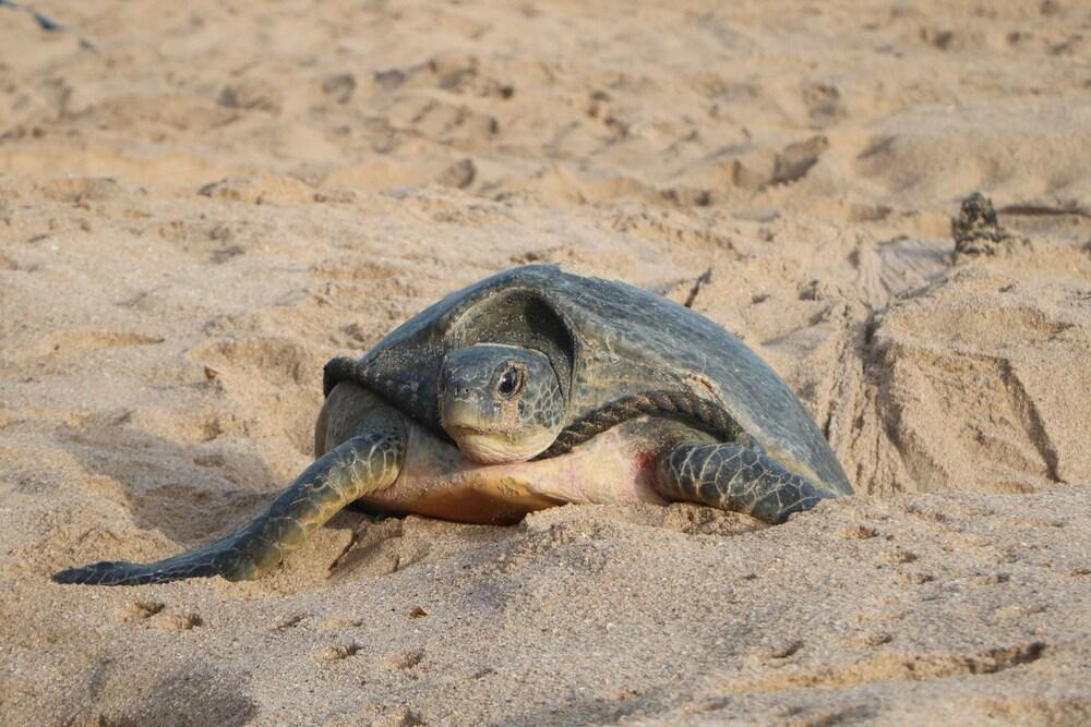 Ras Al Jinz Turtle Reserve Al Hadd Exteriér fotografie