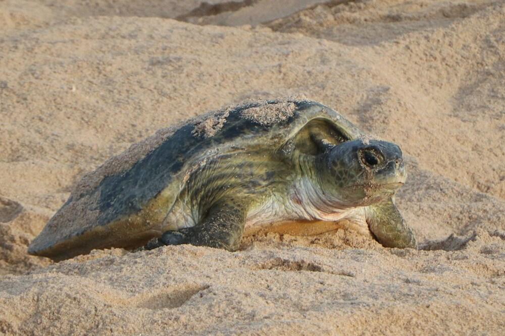 Ras Al Jinz Turtle Reserve Al Hadd Exteriér fotografie