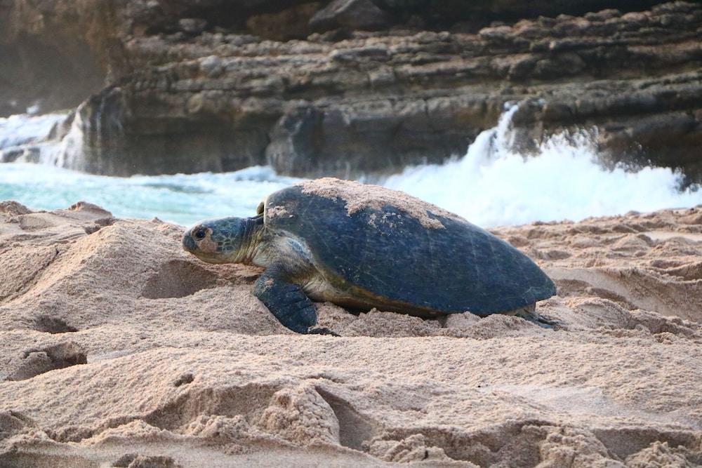 Ras Al Jinz Turtle Reserve Al Hadd Exteriér fotografie