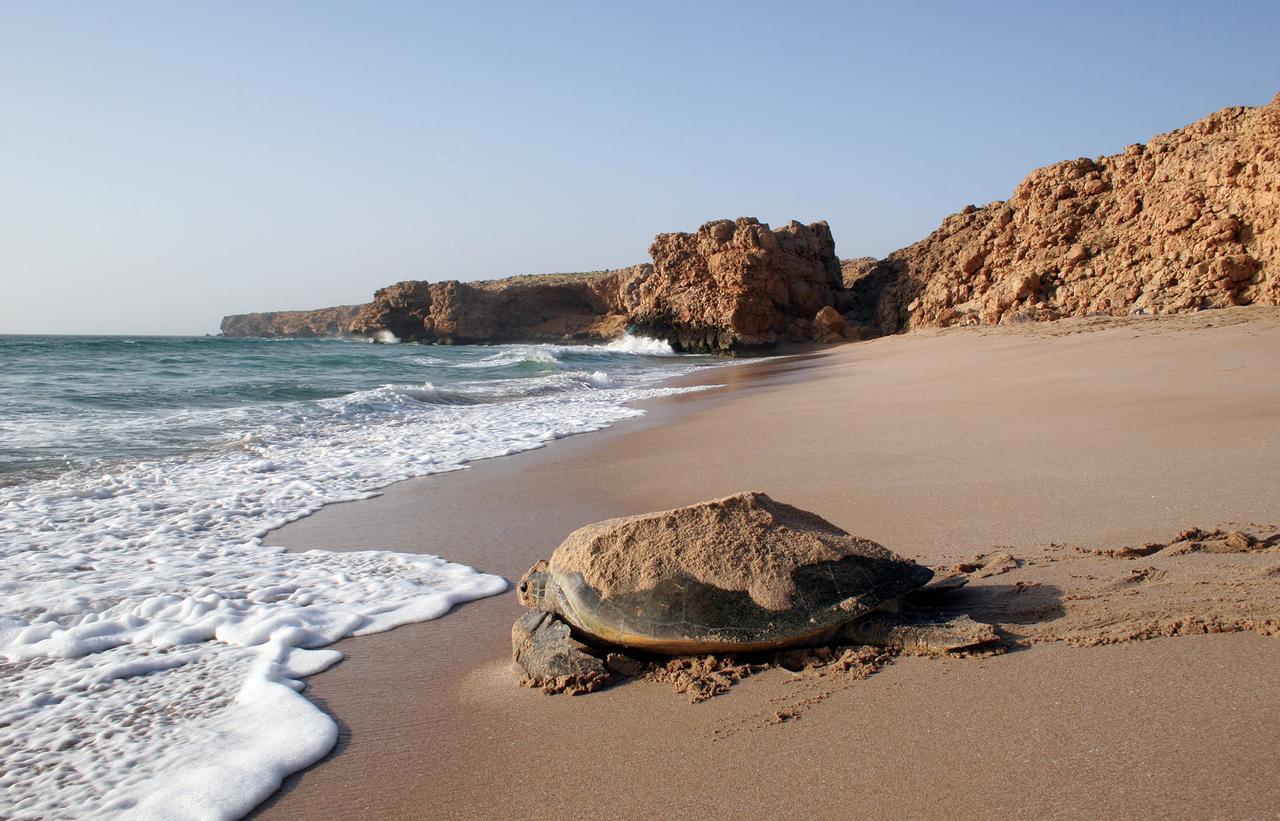 Ras Al Jinz Turtle Reserve Al Hadd Exteriér fotografie